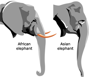elephant_heads